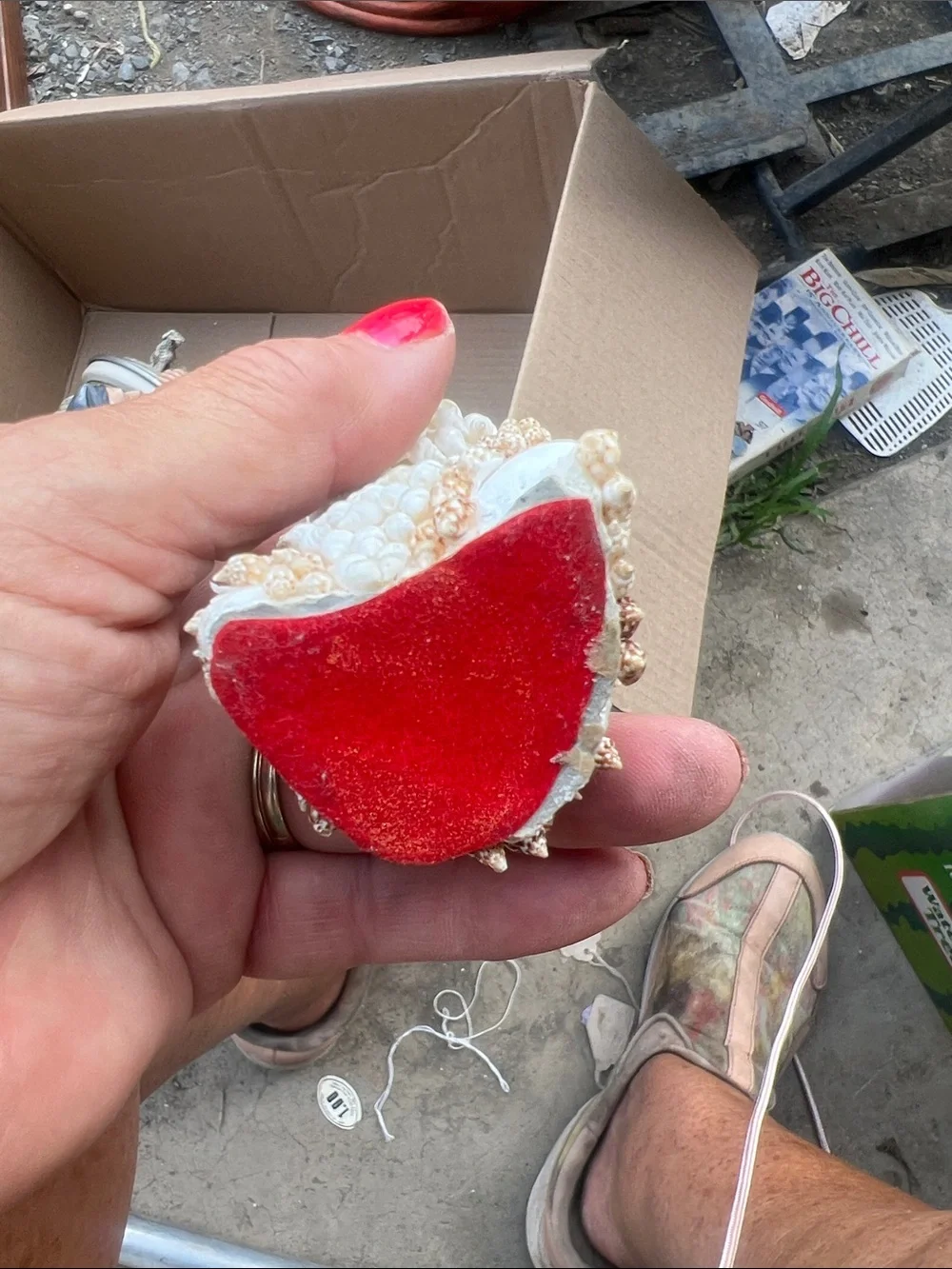 Narco decorative seashell
